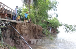 Đồng Tháp: Xử lý khẩn cấp sạt lở bờ sông Tiền ở khu vực xã Bình Thành 